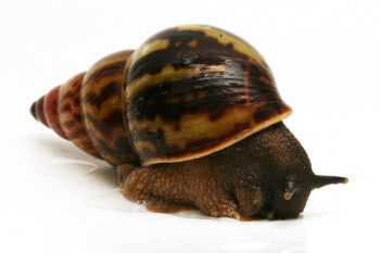 Achatina tincta tincta Congo